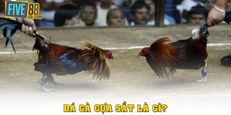 Đá gà cựa sắt là gì? 